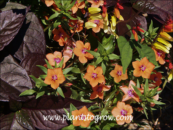 Angie orange growing with Alternatherum